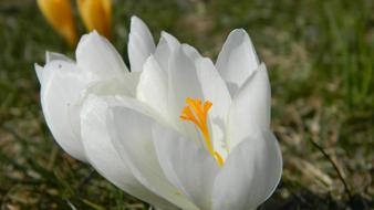Crocus White Flower