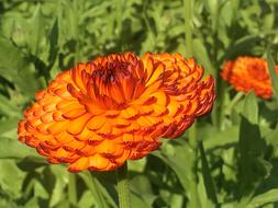 an orange flower in the grass in the field
