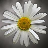 Flower Nature Plant