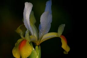 Flower No One Nature