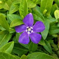 Garden Plant Nature