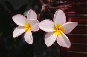 Plumeria Flower Frangipani