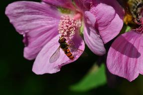 Flying Insect Nature