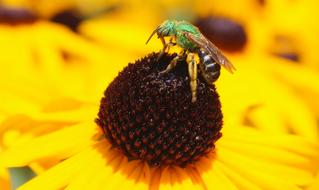 Nature Insect Flower