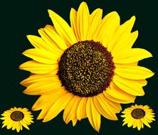 Sunflower Plants Flowers