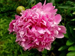 Peony Flower Pink