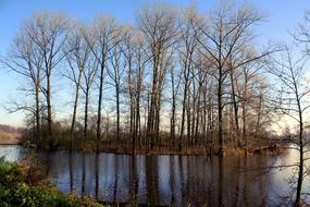 Nature Tree Wood
