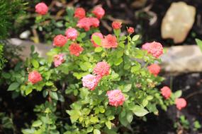 Roses Hong Billion I Flower