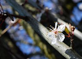 Tree Outdoors Nature