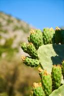 Cactus Hot Plant