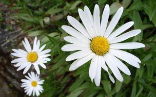 Nature Flora Flower