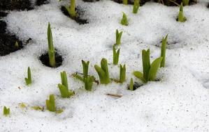 snowy ground in sprouts