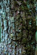 Bark Tree Wood