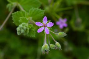 Wildflower Nature Flower