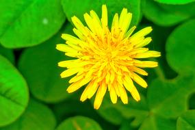 Chrysanthemum Xie Natural