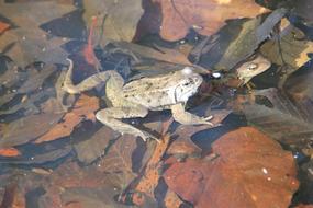 Frog Water Nature