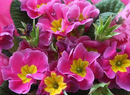 a bouquet of pretty pink flowers