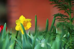 Flower Nature Plant