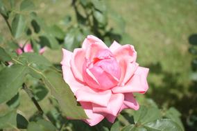 Pink Rose Green Background