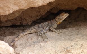 Reptiles Lizards Nature
