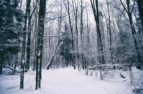 Snow Winter Wood