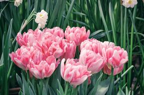 Tulip Flower Plant