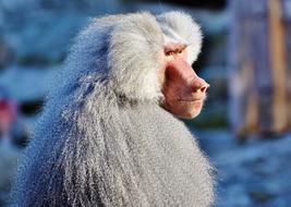 White baboon monkey