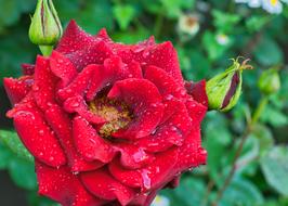 Rose Red