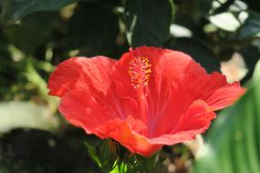 Nature Flower Plant
