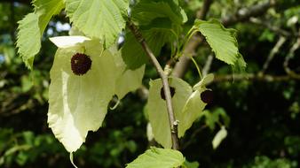 Plant Handkerchief Tree Blossom