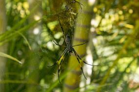 Nature Insect Outdoor