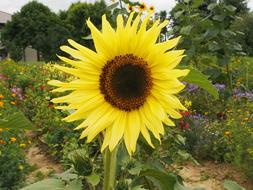 Nature Summer Flower