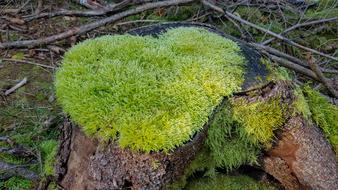 Nature Grown Moss Heart