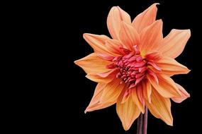 an orange flower in the blackness