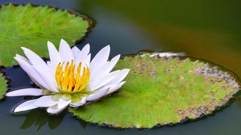 White Lotus Lily