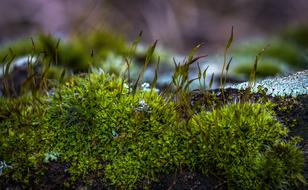Moss Nature Spring