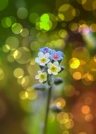 Blossom Bloom Plant