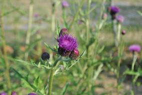 Referred Introduction See Flowers
