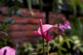 Anturio Flower Nature