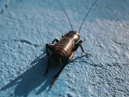 Nature Insect