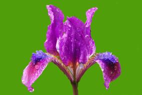 Flower Nature Nobody