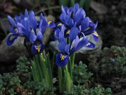 Dwarf Iris Purple Flower Close