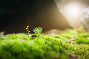 bright green grass under the sunlight landscape