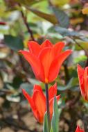 Tulips Red Macro Vivid