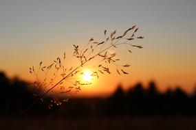 Grasses Blade Of Grass