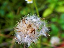 Flower Green Natural