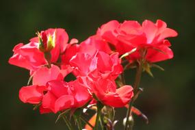 Flowers Roses Garden