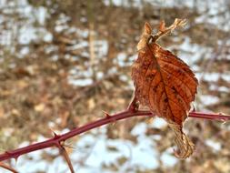 Nature Leaf Fall