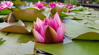 Water Lily Pond Pink