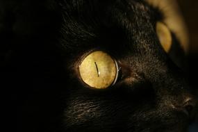 cat eye up